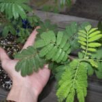 Mimosa Hostilis