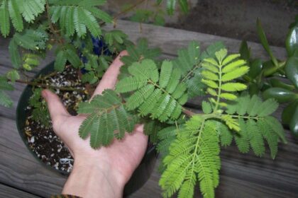 Mimosa Hostilis