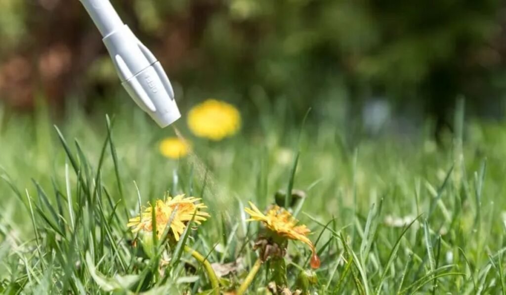 Best Lawn Weed Killer