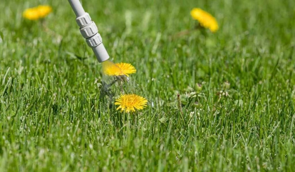 Best Lawn Weed Killer