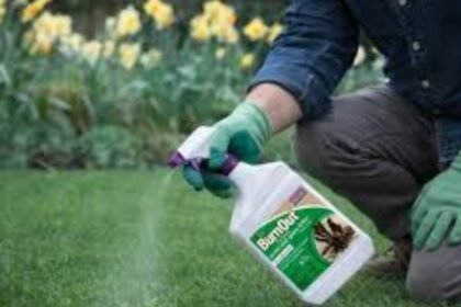 Best Lawn Weed Killer