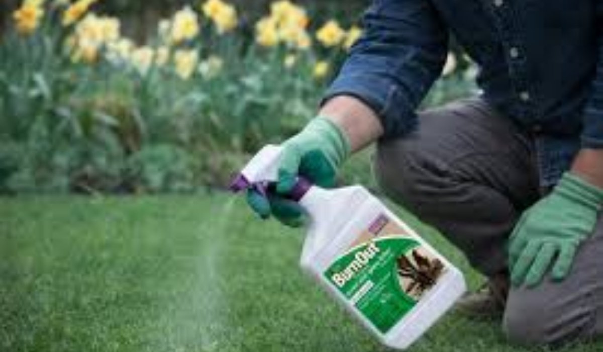 Best Lawn Weed Killer