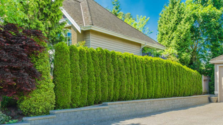 Fence